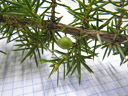 common juniper (juniperus communis ssp. communis) with unripe, berry-like seed cone